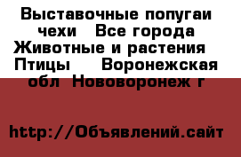 Выставочные попугаи чехи - Все города Животные и растения » Птицы   . Воронежская обл.,Нововоронеж г.